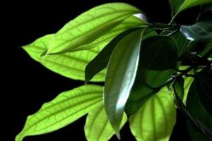 平安樹葉子下垂怎么辦，做好排水工作處理爛根"