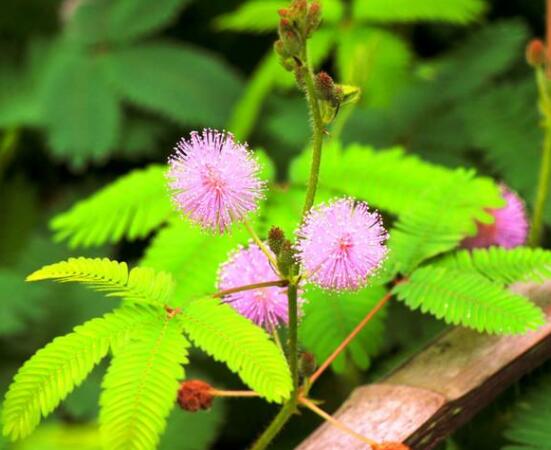 常碰含羞草有毒嗎，導(dǎo)致頭發(fā)眉毛發(fā)黃脫落(最好避免)"