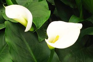 馬蹄蓮有毒嗎，馬蹄蓮適合室內(nèi)養(yǎng)嗎/有毒但可以養(yǎng)殖"