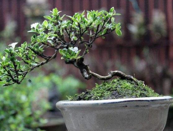 六月雪養(yǎng)殖技術(shù)，老農(nóng)總結(jié)六點必要養(yǎng)護方法(枝葉翠綠)"