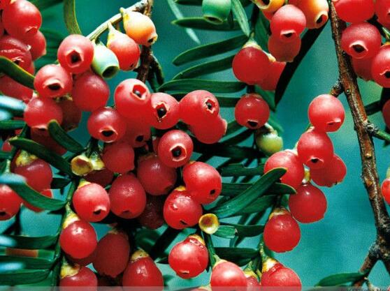 紅豆杉怎么養(yǎng)殖，紅豆杉養(yǎng)殖方法"