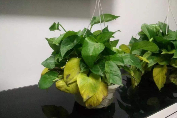 綠蘿葉子蔫了怎么辦，調節(jié)光照/殺蟲通風"