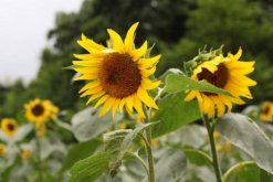 向日葵傳播種子的方法，主要為自然傳播以及外力傳播