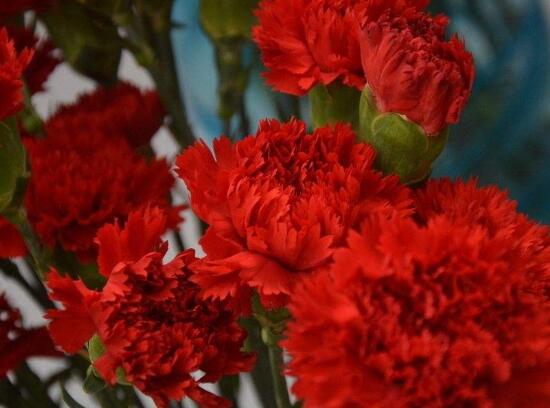 康乃馨能過冬嗎，掌握六個要點可安然過冬"