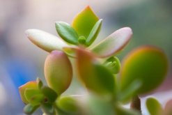 燕子掌適合室內(nèi)養(yǎng)殖嗎，要保證充足的光照"