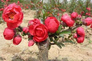 海棠花怎么修剪，海棠花的修剪圖解"