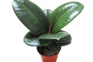 橡皮樹爛根什么原因，橡皮樹爛根怎么辦"