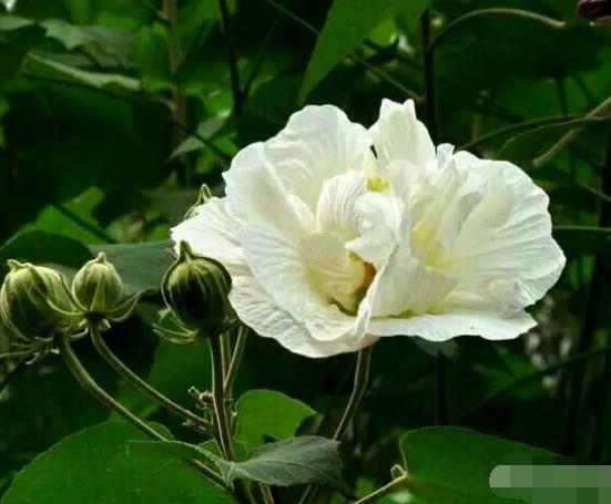 白色芙蓉花花語是什么，代表著早熟、纖細之美、純潔"