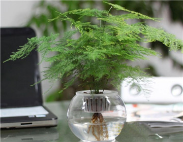 水培文竹的養(yǎng)殖方法"