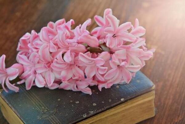 風(fēng)信子的傳說(shuō)，古希臘神話中的爛漫之花"