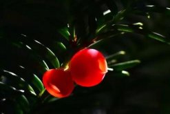 紅豆杉有哪些品種，中國就有6個品種"