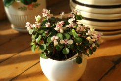 雅樂之舞怎么養(yǎng)成老樁，必須抓好以下要點(diǎn)"