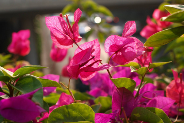 三角梅不開花是什么原因，光照不足施肥不當"