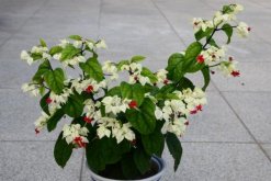 龍吐珠的葉子變黃脫落，4種原因以及相應(yīng)的解決方法"