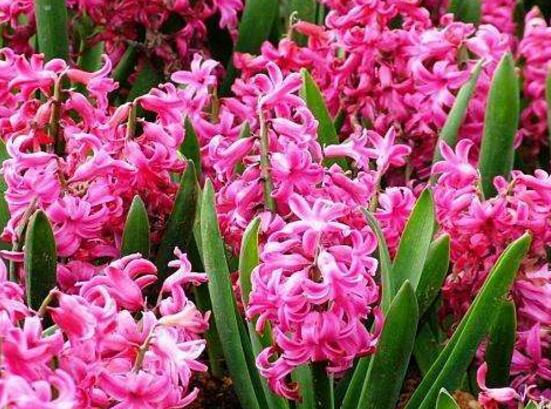 風(fēng)信子開花后怎么處理，開花后處理方法"