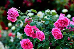 怎樣種植月季花，4步即可完成月季花的種植"