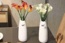 水培馬蹄蓮的養(yǎng)殖方法，不可忽視的5大要點(diǎn)"