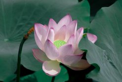 荷花盛開的時(shí)間，盛花期在七八月份"