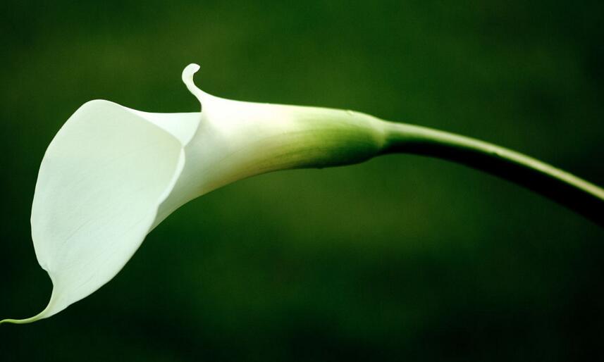 馬蹄蓮花語(yǔ)是什么意思，幸福純潔的象征"