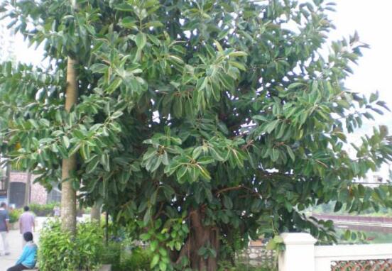 橡皮樹怎么養(yǎng)，牢記七個步驟就可養(yǎng)好"