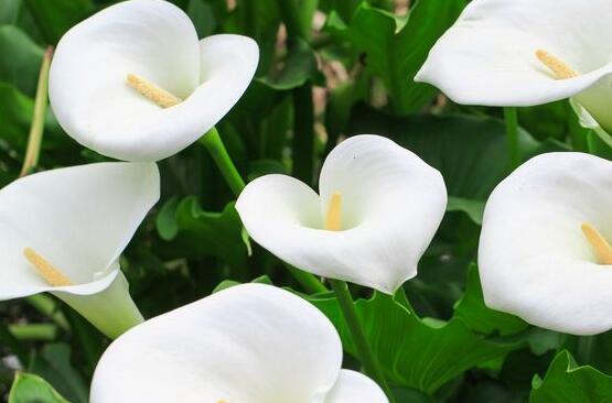 馬蹄蓮夏天怎么養(yǎng)，做好這五個(gè)要點(diǎn)安然度夏"