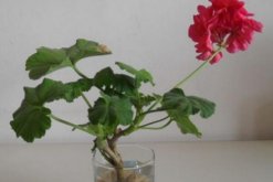 天竺葵泡水生根方法，3步即可天竺葵的水培"