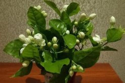 茉莉花冬天葉子掉光了還能活嗎，注意養(yǎng)護(hù)還能成活"