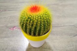 仙人球怎么種植，仙人掌種植經(jīng)驗(yàn)分享"