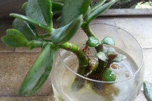 玉樹可以水培嗎，玉樹水培生根方法"