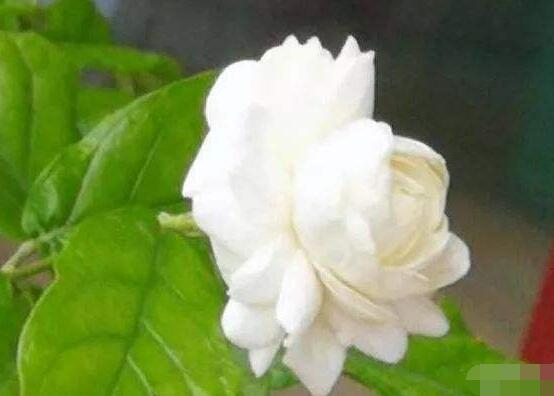 茉莉適合放在室內(nèi)嗎，非常適合/心情愉悅、改善睡眠"