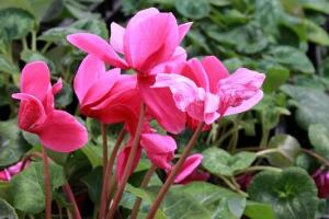 仙客來(lái)怎么養(yǎng)，仙客來(lái)的養(yǎng)殖方法和注意事項(xiàng)"