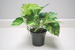 綠蘿葉子發(fā)黃怎么補(bǔ)救，可能是由于以下5種原因?qū)е?