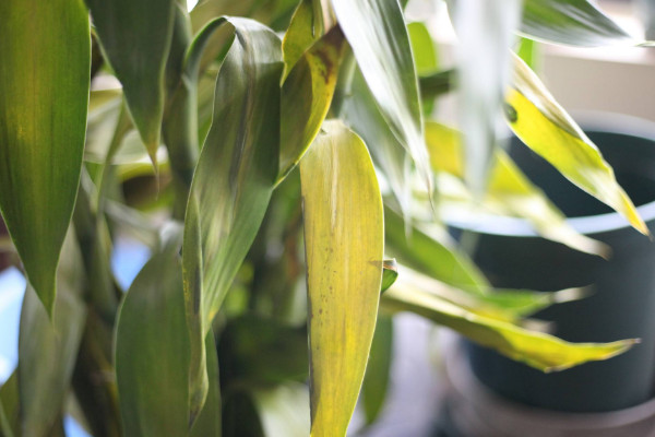 富貴竹葉發(fā)黃怎么辦，遮光給水/追肥換盆"