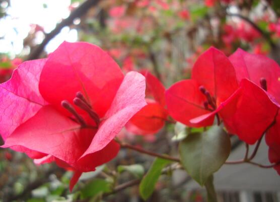 三角梅怎么剪枝，教你三種簡單易學(xué)的方法"