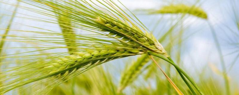 小麥增產(chǎn)打什么藥"