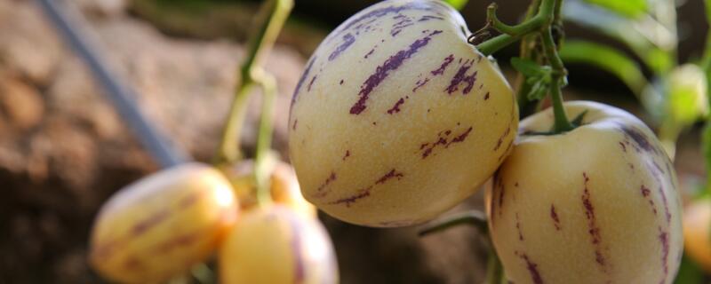 長得像娃娃的水果"