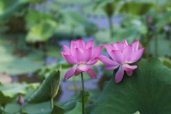 切花荷花的養(yǎng)護(hù)要點(diǎn)，做好以下4點(diǎn)非常關(guān)鍵"