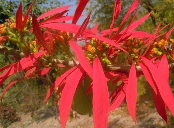 一品紅什么時候開花，一品紅在每年12月至翌年2月開花"