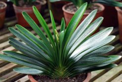 怎么識(shí)別君子蘭缺水，缺水植株葉片會(huì)干枯發(fā)皺"