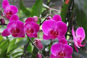 蝴蝶蘭什么時(shí)候開(kāi)花，蝴蝶蘭一年開(kāi)幾次花