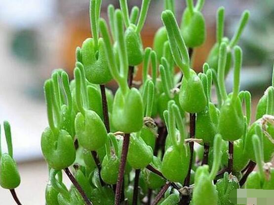 碧光環(huán)開花嗎，會(huì)開/從種植到開花需要5-7年(時(shí)間漫長(zhǎng))"