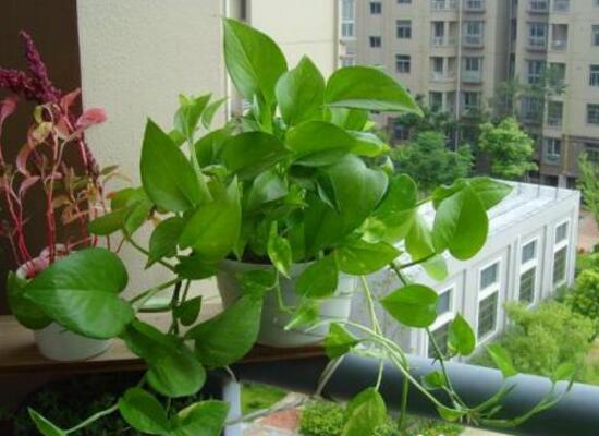 一棵綠蘿七個(gè)鬼，民間廣為流傳迷信謠言"