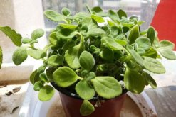 碰碰香怎么修剪，3步即可完成碰碰香的修剪"