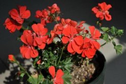 夏季扦插天竺葵注意事項(xiàng)，注意降溫以及遮陰"