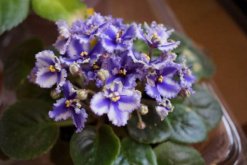 非洲堇秋天怎么養(yǎng)，光照適宜、水分充足"