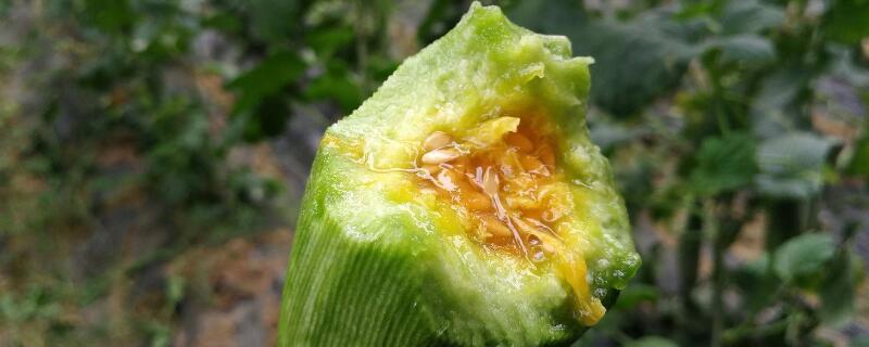 長得像黃瓜的水果"