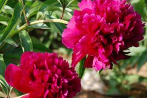 盆栽康乃馨怎么繁殖，康乃馨扦插方法圖解"