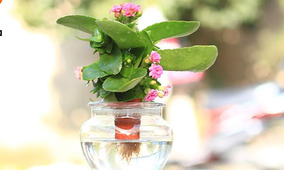 長(zhǎng)壽花水培方法"