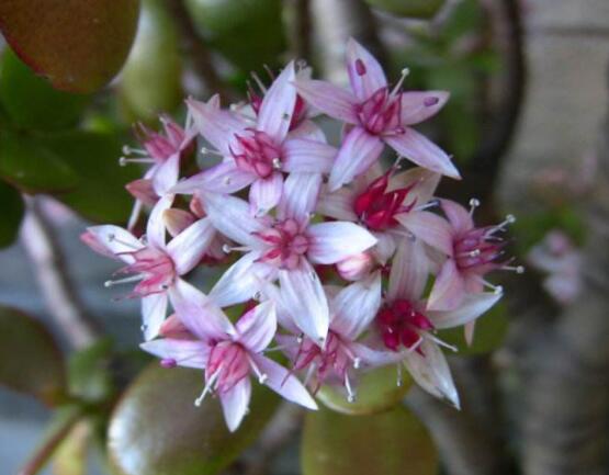 燕子掌不開花怎么辦，做好以下五點花開爆盆"