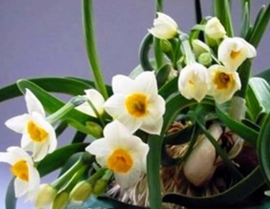 水仙花的栽培技術(shù)，盤點水培與土培簡單操作步驟"